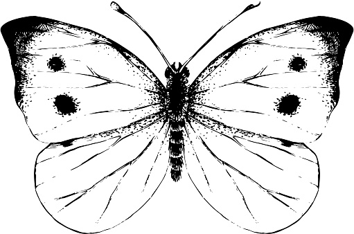Hand drawn small white butterfly