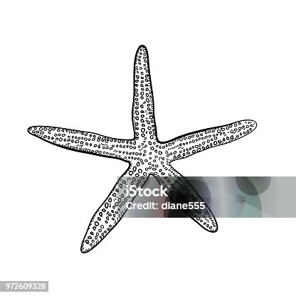 istock Hand Drawn Starfish 972609328