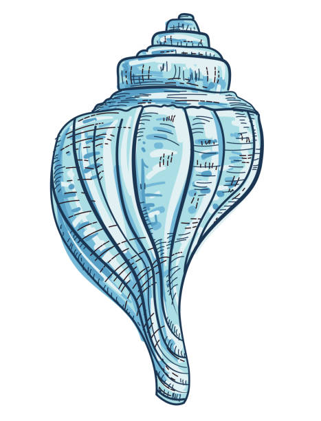 Hand Drawn Striped Fox Conch Seashell On A Transparent Base vector art illustration