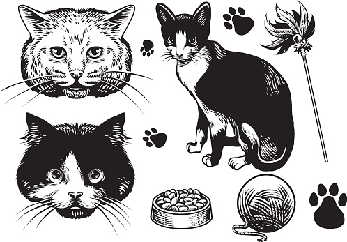 hand drawn style cat collection