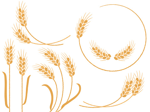 Hand drawn style wheat illustration set