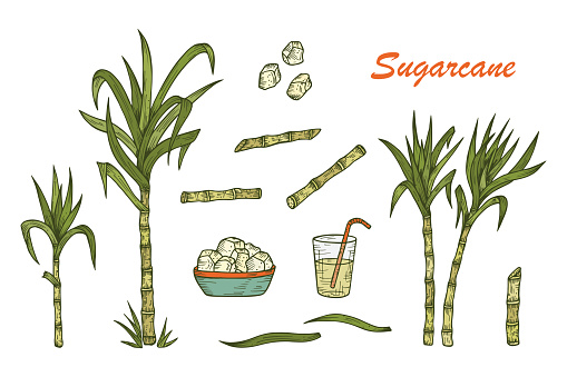 Hand drawn Sugar cane set. Sugarcane plants, Stalks, leaves, juice and sugar cubes. Vector illustration