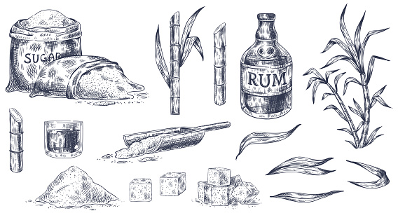 Hand drawn sugar cane. Sketch cane harvest, sugar sack and cubes, stalks sweet leaves organic plants, glass and bottle of rum vintage vector