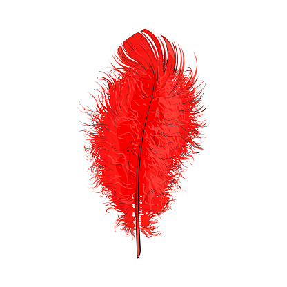 Hand drawn tender, fluffy red bird feather, sketch vector illustration