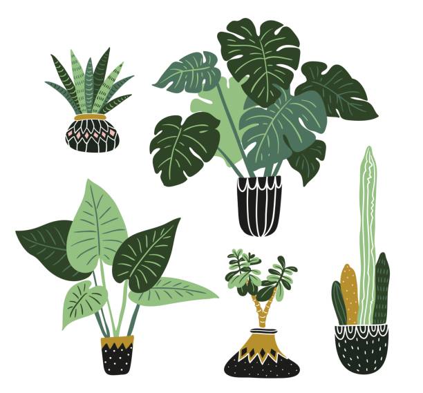 Best Monstera Plant  Illustrations Royalty Free  Vector 