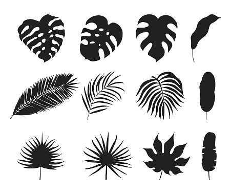 手描きの熱帯のヤシの葉シルエットタラノキモンステラバナナココナッツ葉植物アイコンベクトル図を分離しました やしの葉のベクターアート素材や画像を多数ご用意 Istock