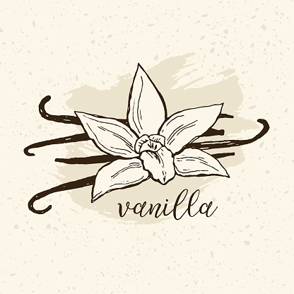 Hand drawn vanilla flower and beans vector illustration in vintage style.