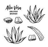 Hand drawn vector illustration. Aloe vera. Herbal plant. Clipart in sketch style. Perfect for cosmetics labels, invitations, cards, leaflets etc