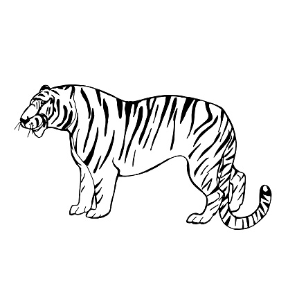 Hand Drawn Vector Illustration Amur Tiger Asian Wild Animals Sketch ...