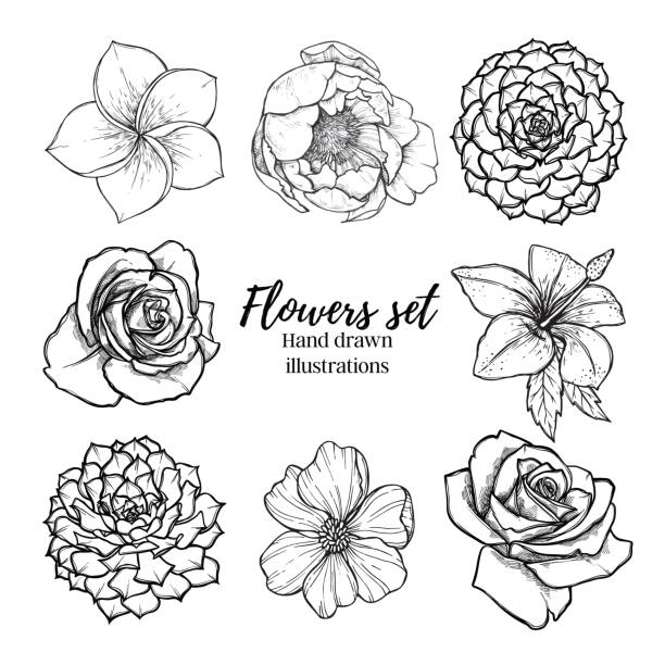 Hand drawn vector illustration - Flowers set (succulent, rose, peony, tropical flower). Perfect for wedding invitations, greeting cards, quotes, blogs, posters etc. Vintage collection Hand drawn vector illustration - Flowers set (succulent, rose, peony, tropical flower). Perfect for wedding invitations, greeting cards, quotes, blogs, posters etc. Vintage collection cactus drawings stock illustrations