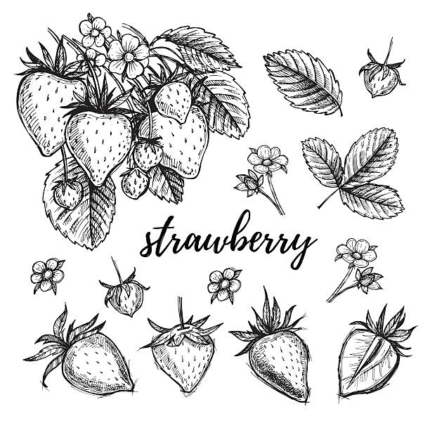 Hand drawn vector illustration - Strawberry set Hand drawn vector illustration - Strawberry set (plant, berries, leaves, bloom). Sketch collection. strawberry stock illustrations