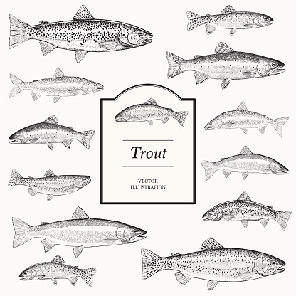 Hand Drawn Vector Illustrations of Trout