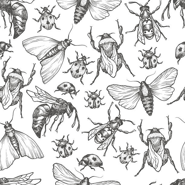 Hand drawn vector pattern with insects in different poses. Hand drawn vector pattern with insects in different poses. Moth, butterfly, bee, bumblebee, ladybug. Vector collection. Detailed realistic sketches. Ink, pen, linework. insect illustrations stock illustrations