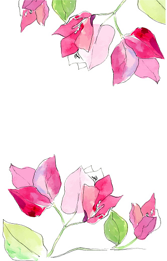 Hand drawn vector watercolor illustration of Pink Bougainvillea. Isolated on white background.