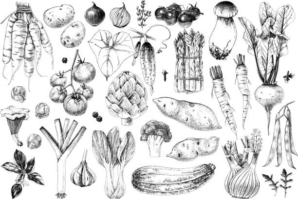 Hand drawn vegetables collection Hand drawn vegetables collection. 35 highly detailed elements. Vector illustration horseradish stock illustrations
