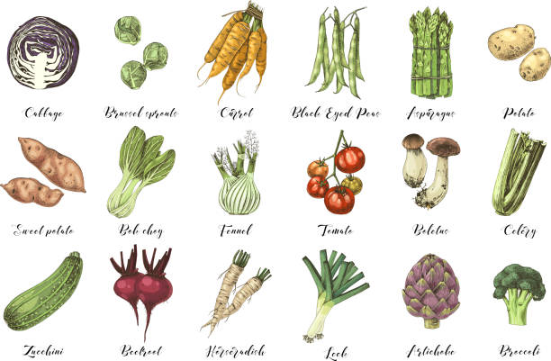 Hand drawn vegetables collection Colorful hand drawn vegetables collection. 18 highly detailed types of vegetables. Vector illustration horseradish stock illustrations