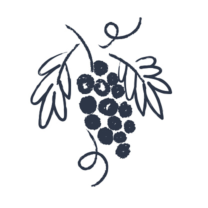 Hand drawn vine. Drawing the sketch. Vector illustration.