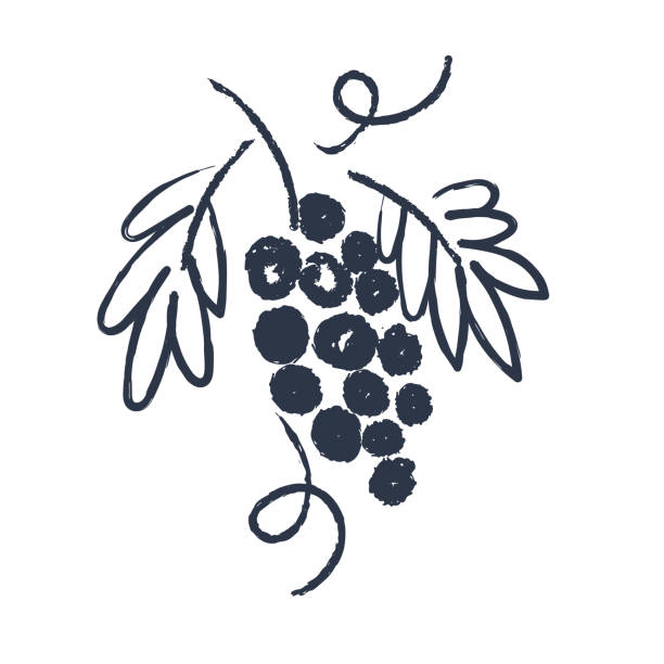 Hand drawn vine. Drawing the sketch. Vector illustration. Hand drawn sketch. Grape. Vector illustration on a white background. bunch illustrations stock illustrations