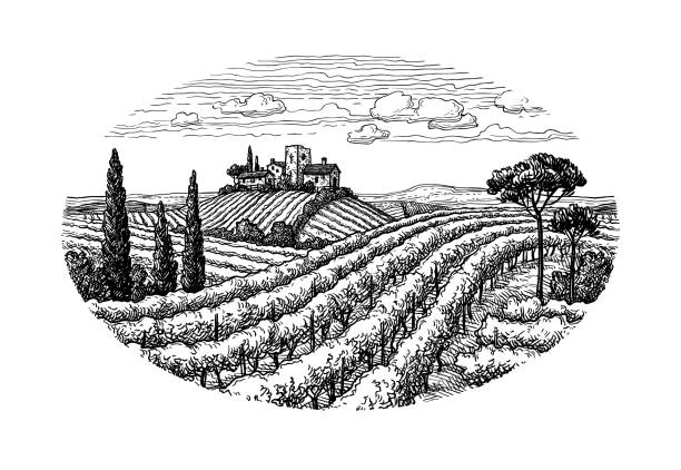 illustrations, cliparts, dessins animés et icônes de main sur le paysage viticole. - vigne gravure