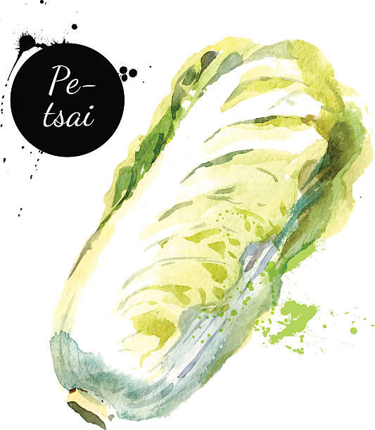 Best Chinese Cabbage Illustrations Royalty Free Vector Best Chinese Cabbage Illustrations Royalty Free Vector
