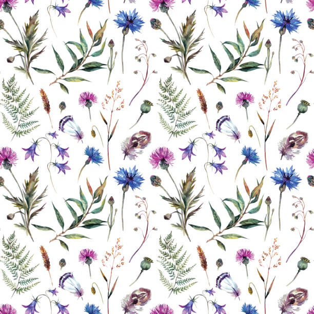 Hand drawn watercolor wildflowers Hand drawn watercolor summer wildflowers pattern including cornflower, thistle, willow branch, bell and feathers isolated on white background. Realistic botanical illustration in trendy vintage style. wildflower stock illustrations