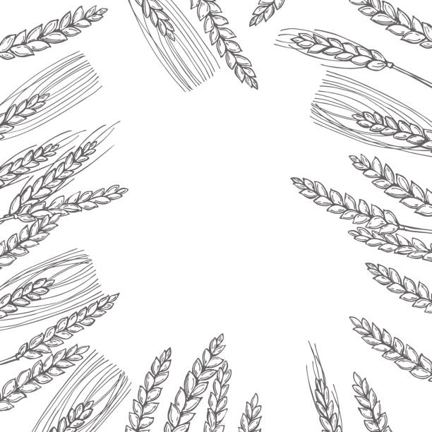 ilustrações de stock, clip art, desenhos animados e ícones de hand drawn wheat  vector illustration - cereal field