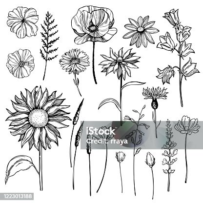 istock Hand drawn wild herbs and flowers. Vector sketch illustration 1223013188