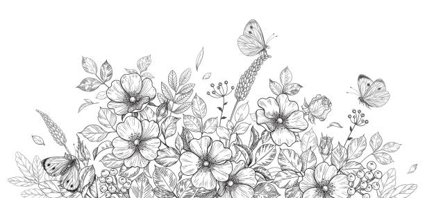 Hand drawn wildflowers, dog-rose and butterflies Hand drawn wildflowers, dog-rose and butterflies on blank background. Black and white flowers and insects. Vector monochrome elegant floral composition in vintage style, template wedding decoration. butterfly coloring stock illustrations