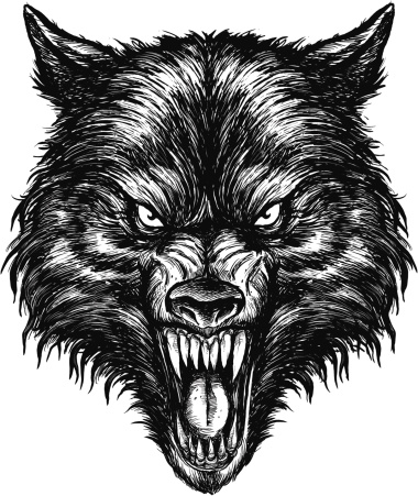 Hand drawn Wolf Vector Illustration