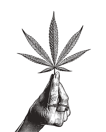 Hand holding hemp leaf