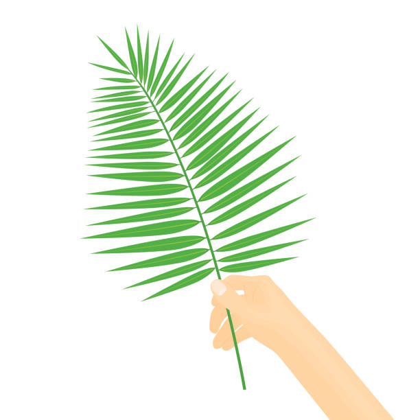 hand holding palm leaf, symbol of Christian Palm Sunday hand holding palm leaf, symbol of Christian Palm Sunday- vector illustration easter sunday stock illustrations