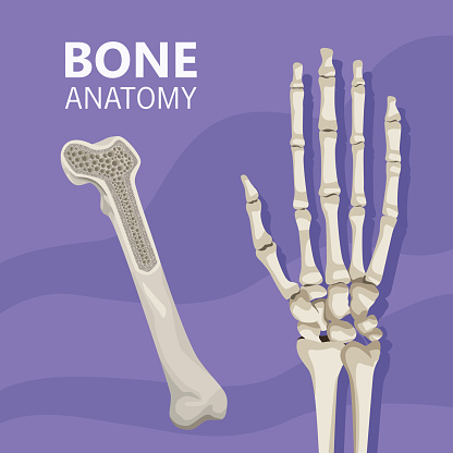 hand realistic human bone