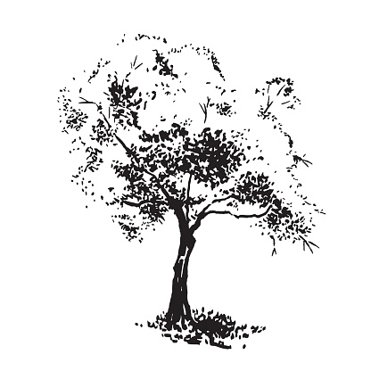 Handgezeichnete Aple Baum Schwarz Weiß Realistisches Bild Skizze Gemalt