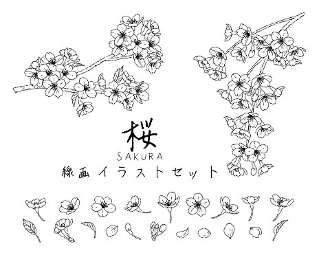 hand-drawn black and white line drawing cherry blossom illustration set