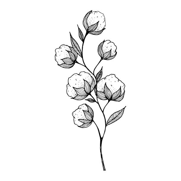 hand-drawn blooming cotton flowers. Sketch Drawn in black pen. Isolated on a white background. Trace to vector. Black and white design. Monochrome vintage vector illustration hand-drawn blooming cotton flowers. Sketch Drawn in black pen. Isolated on a white background. Trace to vector. Black and white design. Monochrome vintage vector illustration cotton stock illustrations