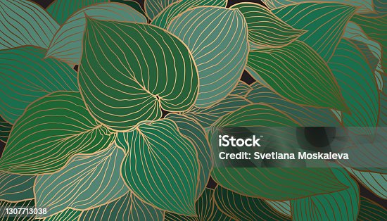 istock Hand-drawn emerald green Hosta leaves with copper metallic outline background vector 1307713038