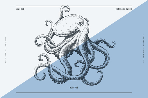 Hand-drawn image of an octopus.