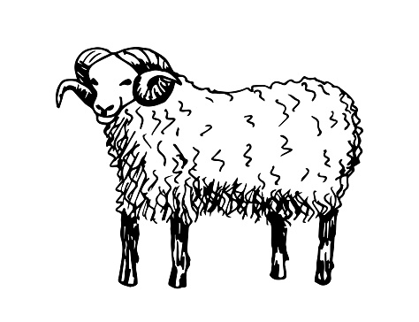 Hand-drawn vector drawing in black outline in doodle style. Full-length adult ram with horns. Farm animals, ranches, livestock.