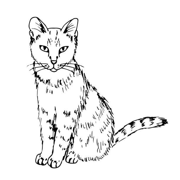 Realistic Cat Drawing Illustrations, Royalty-Free Vector Graphics ...