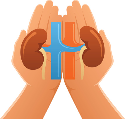 Hands Holding Kidneys