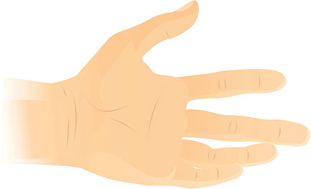 Hands vector art illustration