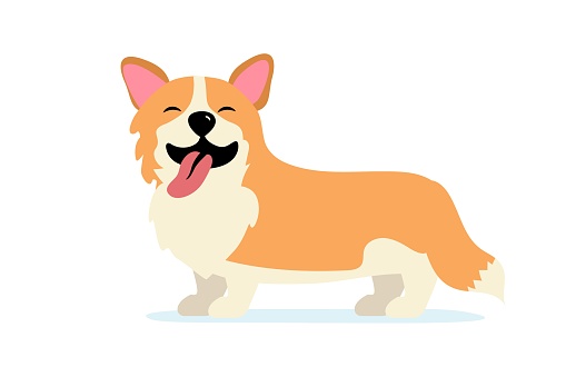 Happy dog smile Cute smiling welsh corgi Dog smile face with paw and heart shaped nose Corgi stands sticking out his tongue