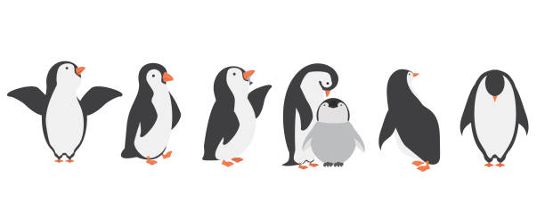 Happy penguin characters in different poses set Happy penguin characters in different poses set penguin stock illustrations