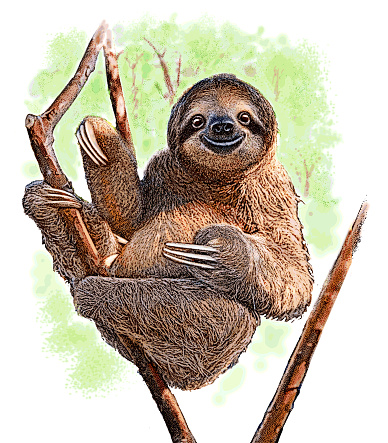 Happy Sloth resting in tree