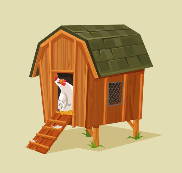Happy smiling chicken character looking out nest Happy smiling chicken character looking out nest. Vector flat cartoon illustration chicken coop stock illustrations