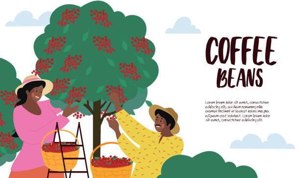 ilustrações de stock, clip art, desenhos animados e ícones de harvesting and cultivating coffee beans poster - technology picking agriculture
