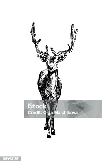 istock Hatching fallow deer 1184931551