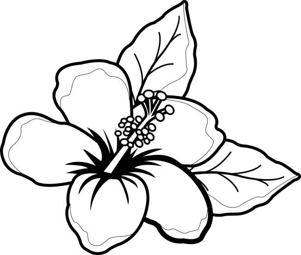 Hawaiian hibiscus flower. Black and white coloring book page Vector illustration of a cartoon style Hawaiian hibiscus flower. Black and white coloring book page black and white hibiscus cartoon stock illustrations