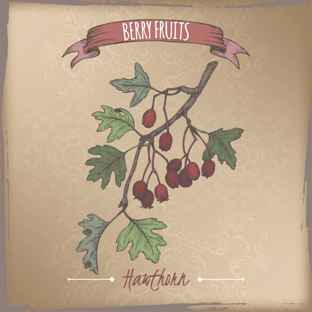 Hawthorn aka Crataegus branch color sketch on vintage background. Berry fruits series. Hawthorn aka Crataegus branch color sketch on vintage background. Berry fruits series. Berry fruits series. Great for traditional medicine, perfume design, cooking or gardening. may flowers stock illustrations