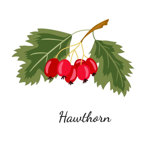 Hawthorn sketch mon color Hawthorn illustration, isolated on white. Whitethorn berry branch sketch. Haw hand drawn vector. Hawthorn berry, leaves, detailed hand drawn vegetarian food. Design template. may flowers stock illustrations